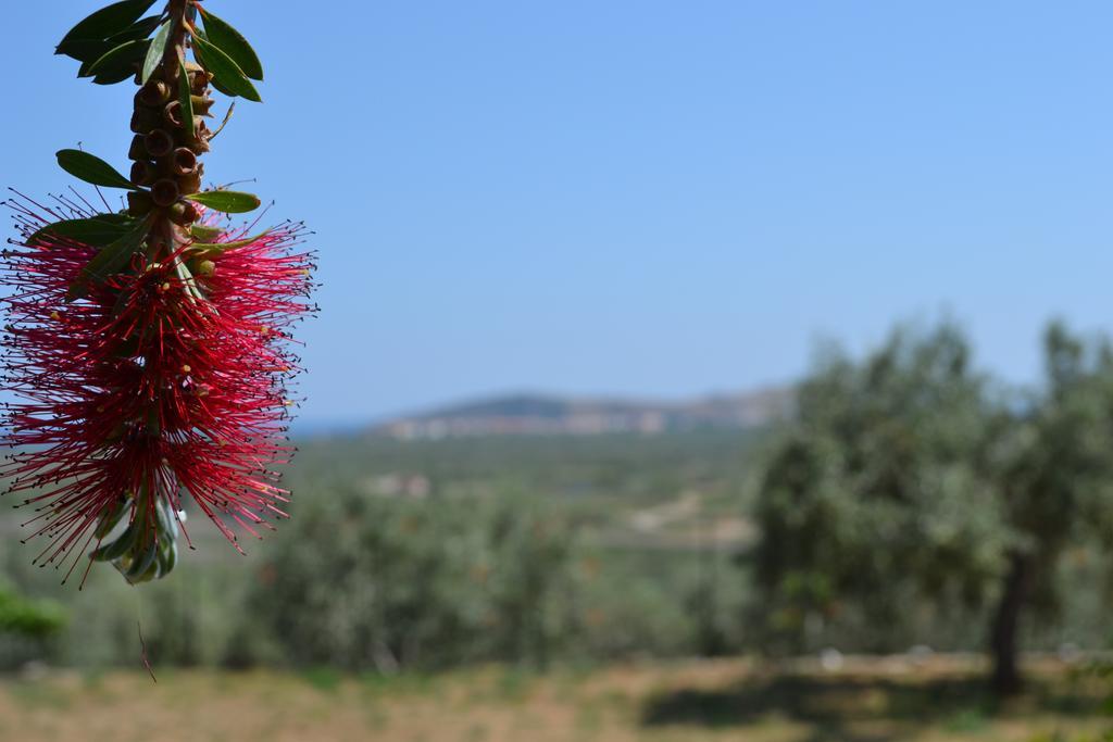 Parálion ÁstrosDimitras House公寓 外观 照片